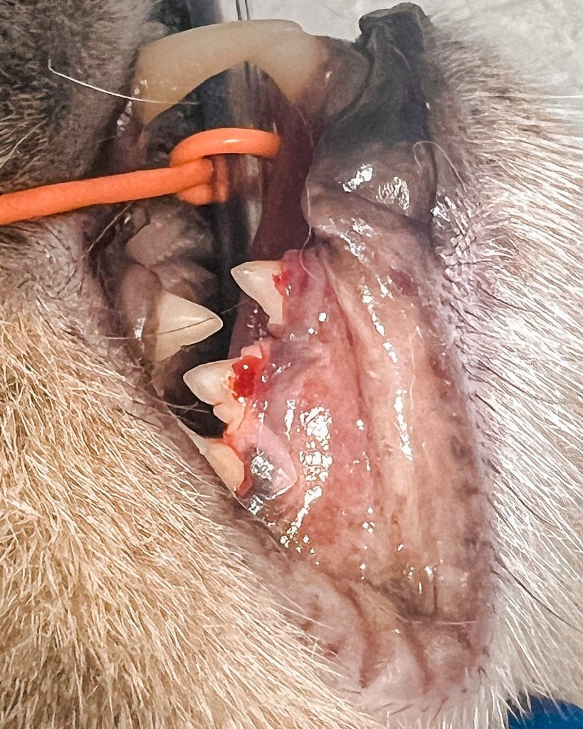 gura unei pisici bolnave de resorbția dentară
